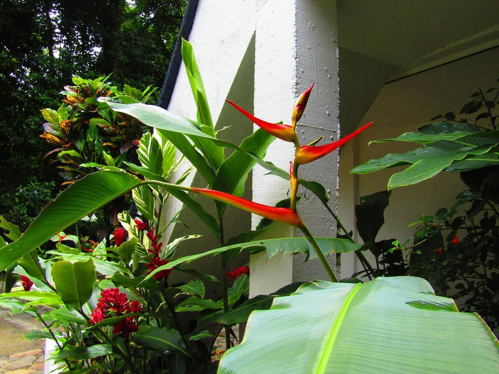 Agua Inn Nuevo Arenal Exterior photo